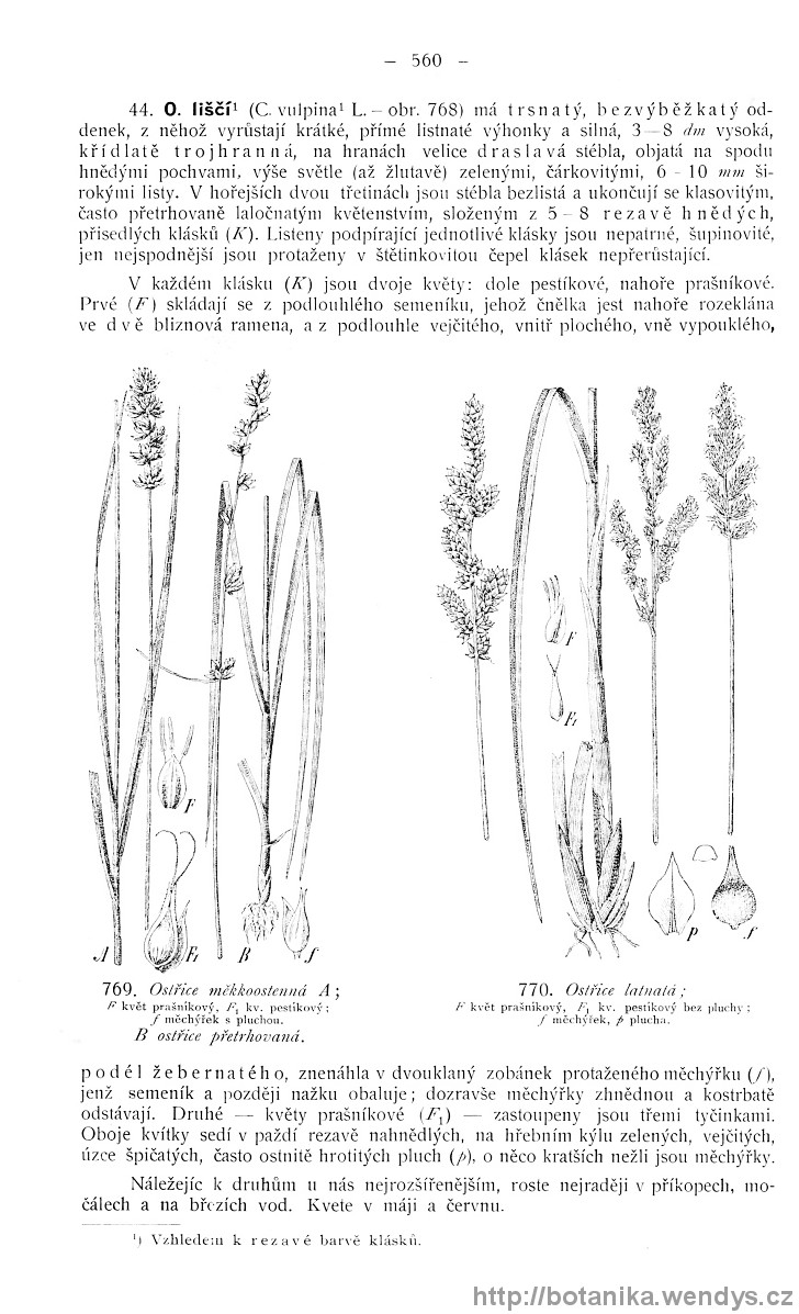 Názorná květena zemí koruny české, svazek 4, strana 560
