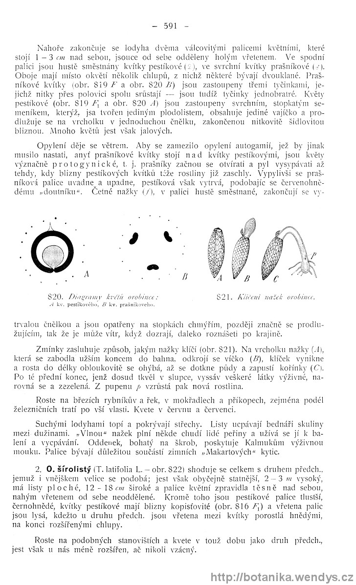 Názorná květena zemí koruny české, svazek 4, strana 591