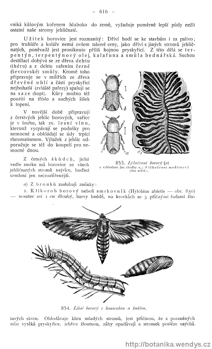 Názorná květena zemí koruny české, svazek 4, strana 616