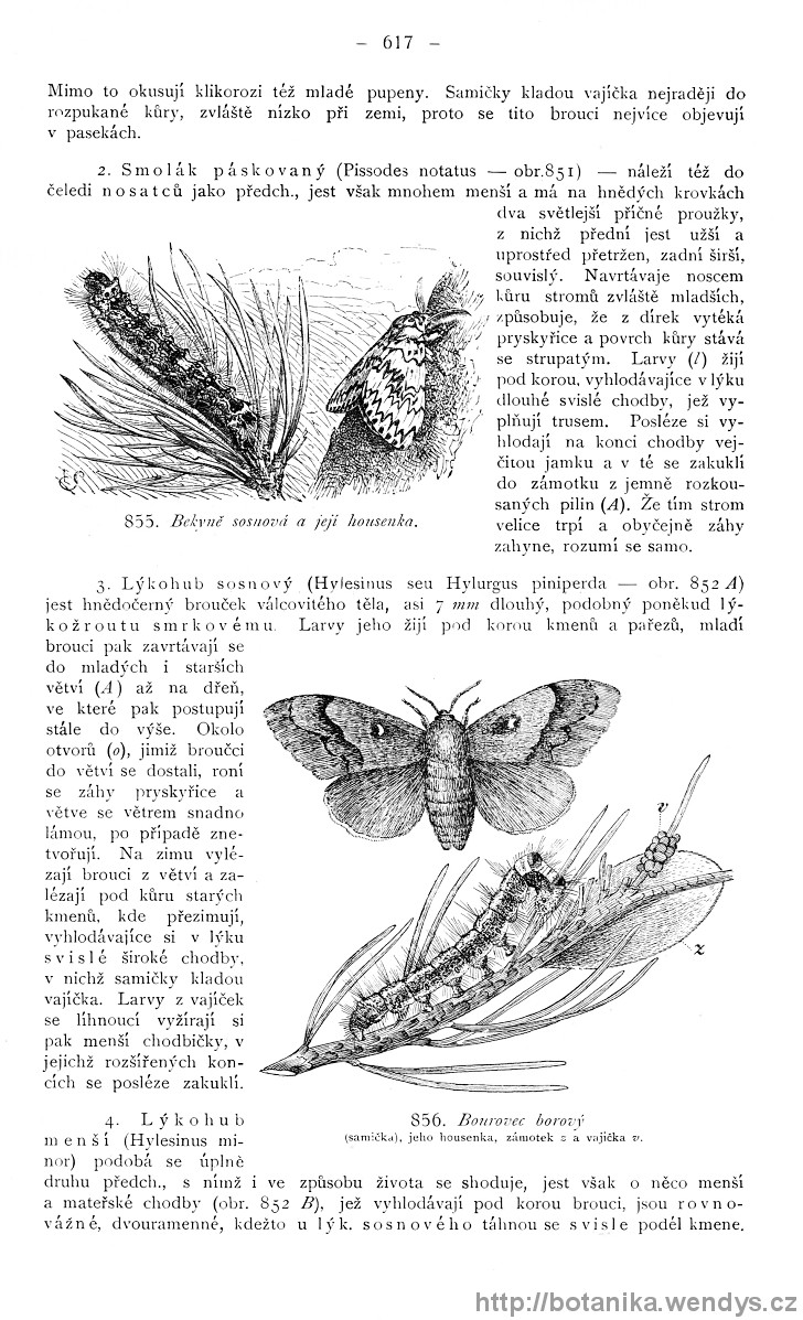 Názorná květena zemí koruny české, svazek 4, strana 617