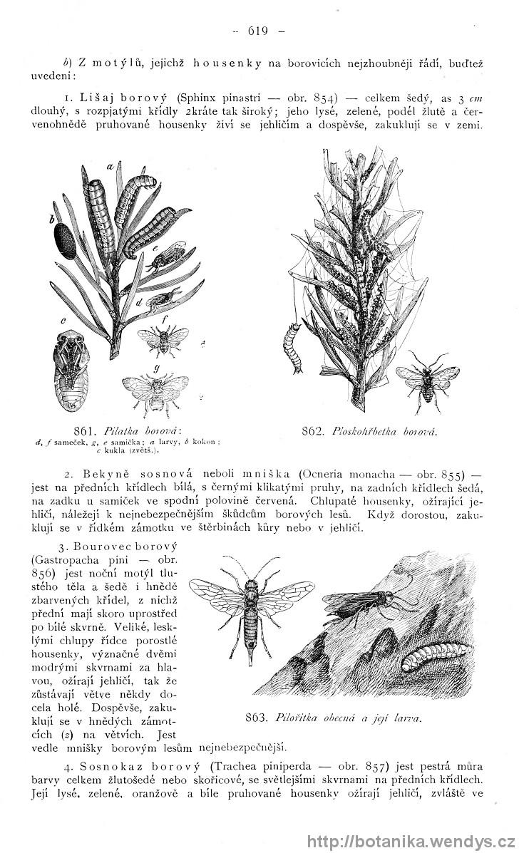 Názorná květena zemí koruny české, svazek 4, strana 619
